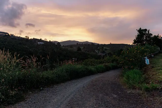 A dirt road through wildflowers at dusk in Di Linh